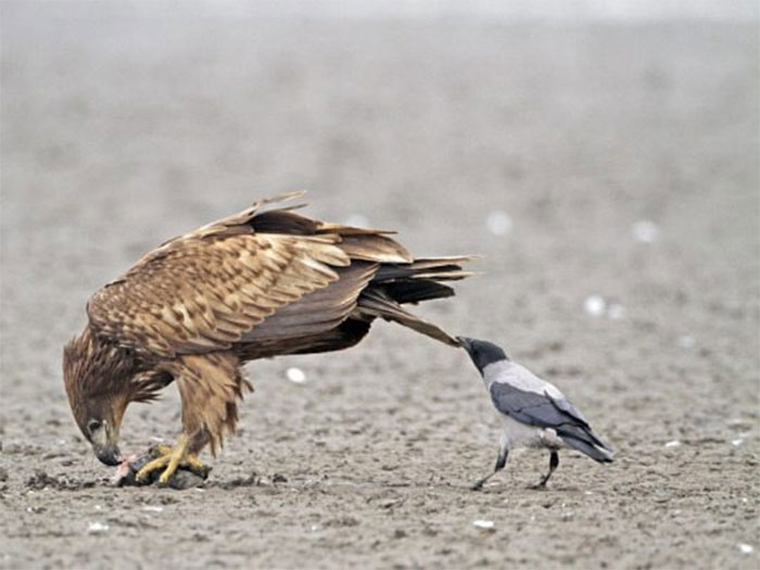 Corvids Being Jerks To Other Birds