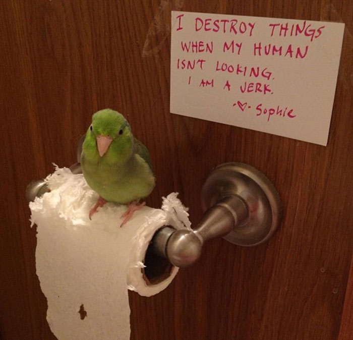 Bird Being Jerk