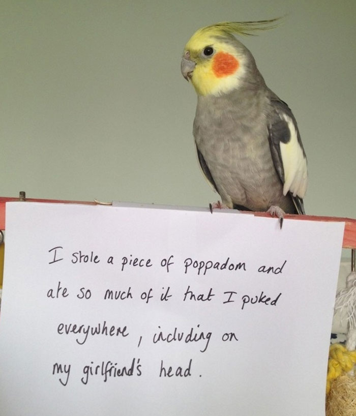 Bird Being Jerk
