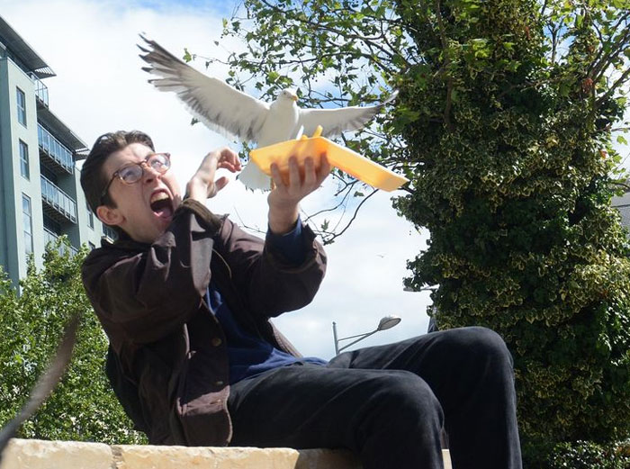 Seagull Attack