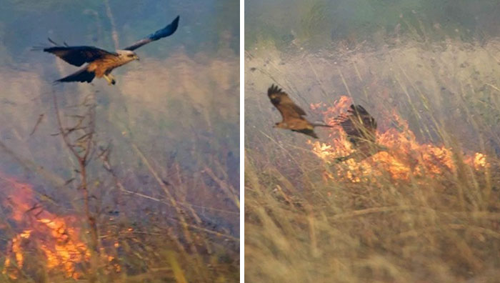 The Australian Firehawks