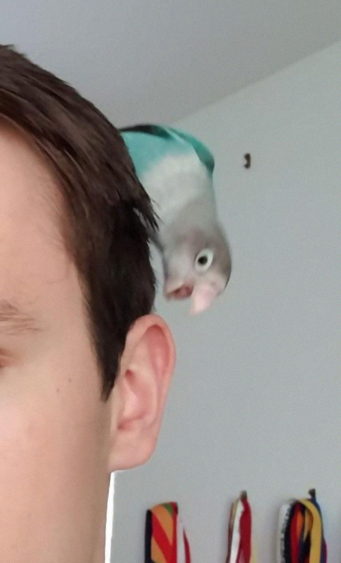 Seconds Before Disaster Birb