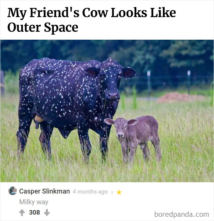 Here Is Bored Panda's Hall Of Fame With The 50 Most Hilarious Comments