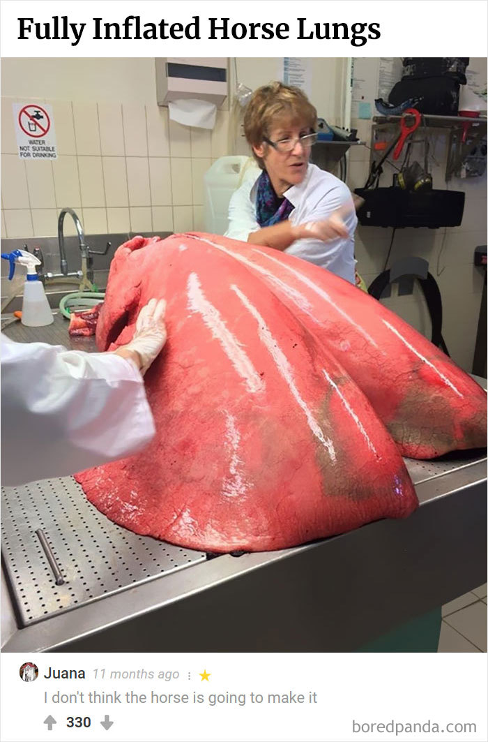 Here Is Bored Panda's Hall Of Fame With The 50 Most Hilarious Comments