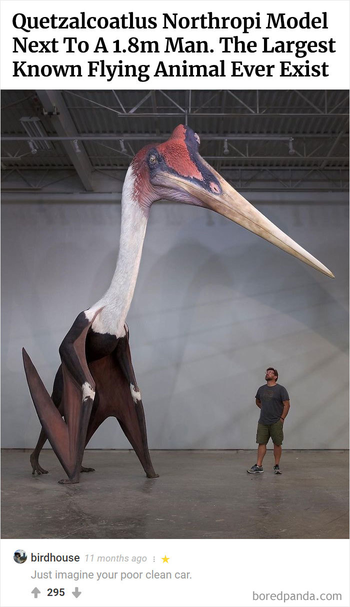 Here Is Bored Panda's Hall Of Fame With The 50 Most Hilarious Comments