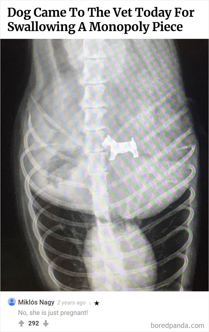 Here Is Bored Panda's Hall Of Fame With The 50 Most Hilarious Comments