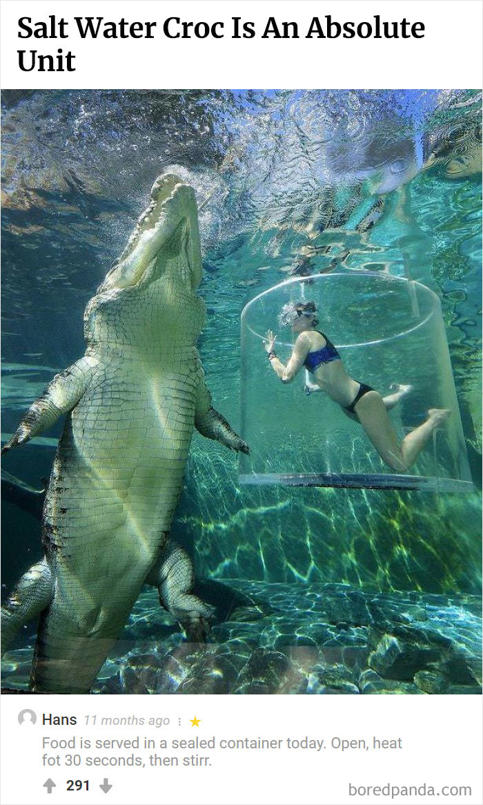 Here Is Bored Panda's Hall Of Fame With The 50 Most Hilarious Comments