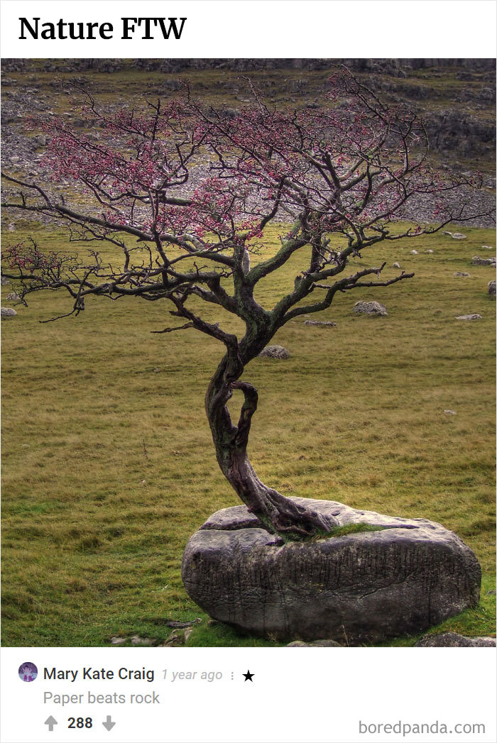 Here Is Bored Panda's Hall Of Fame With The 50 Most Hilarious Comments