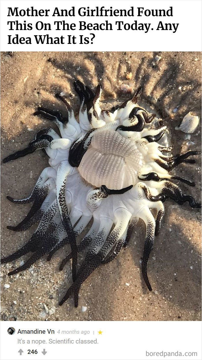 Here Is Bored Panda's Hall Of Fame With The 50 Most Hilarious Comments