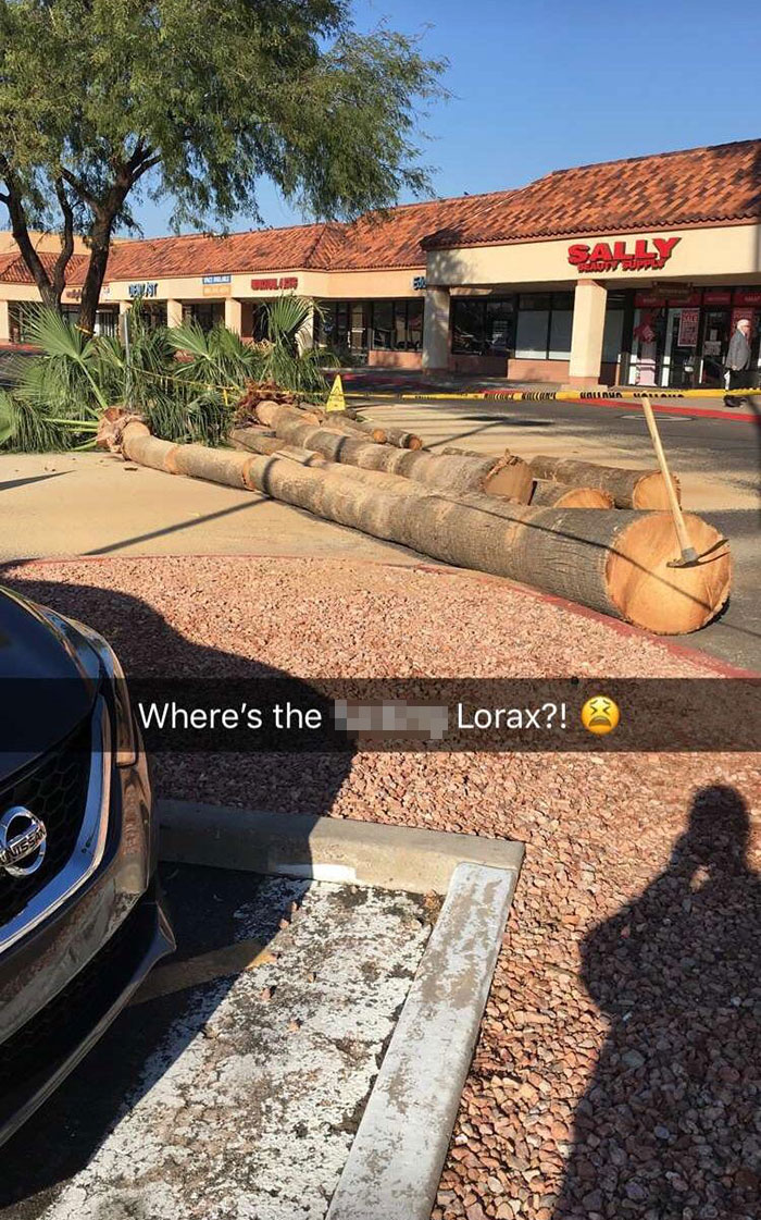 The Property Manager Is Cutting Down The Trees Because It’s Expensive To Maintain Them