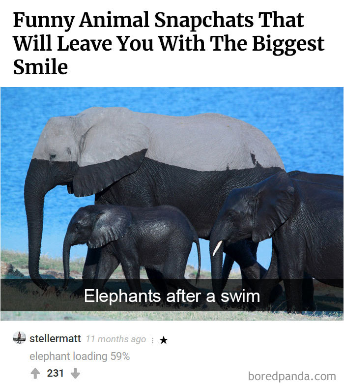 Here Is Bored Panda's Hall Of Fame With The 50 Most Hilarious Comments