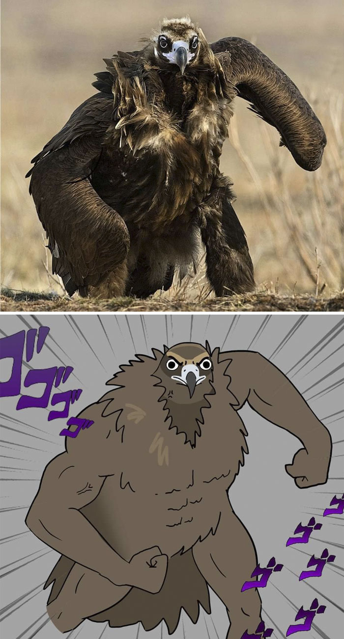 Buff Animals