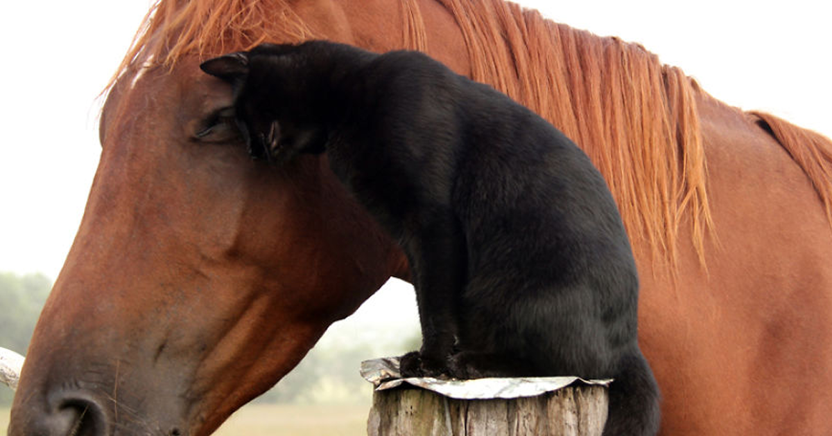 лошади хорошо знали. смешной конь. учимся рисовать лошадь. лошади хорошо знали. конноспортивный комплекс дубрава.