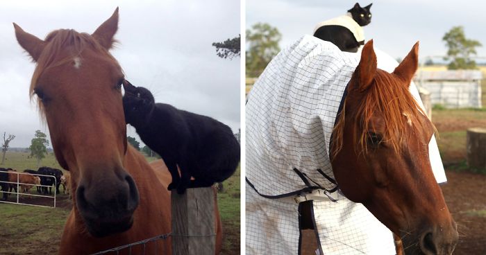 Here Are 22 Pics Of My Cat And Horse Who Have Been Inseparable Friends For The Last 6 YearsHere Are 22 Pics Of My Cat And Horse Who Have Been Inseparable Friends For The Last 6 Years