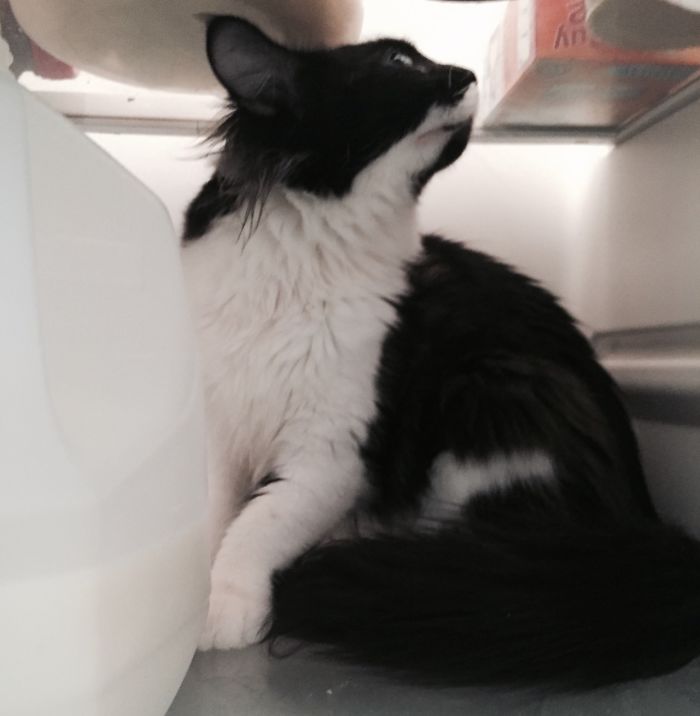 Owner Accidentally Locks Her Cat In The Fridge, Cat Acts Like Nothing Happened When Found Moments Later Owner Accidentally Locks Her Cat In The Fridge, Cat Acts Like Nothing Happened When Found Moments Later