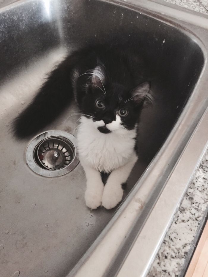 Owner Accidentally Locks Her Cat In The Fridge, Cat Acts Like Nothing Happened When Found Moments Later