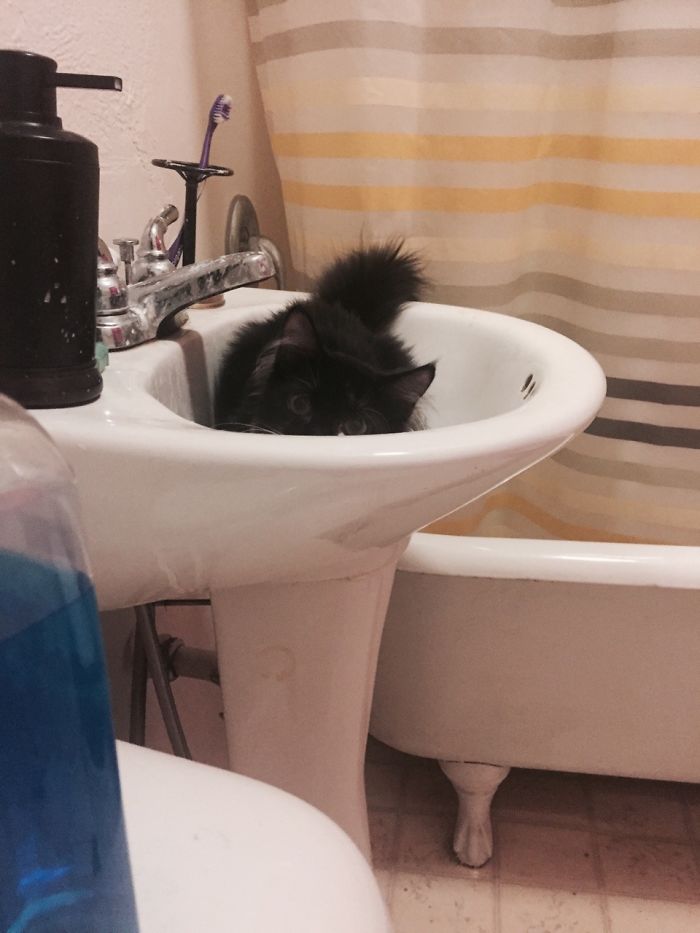 Owner Accidentally Locks Her Cat In The Fridge, Cat Acts Like Nothing Happened When Found Moments Later Owner Accidentally Locks Her Cat In The Fridge, Cat Acts Like Nothing Happened When Found Moments Later