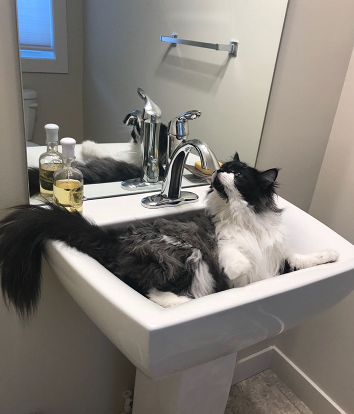 Owner Accidentally Locks Her Cat In The Fridge, Cat Acts Like Nothing Happened When Found Moments Later