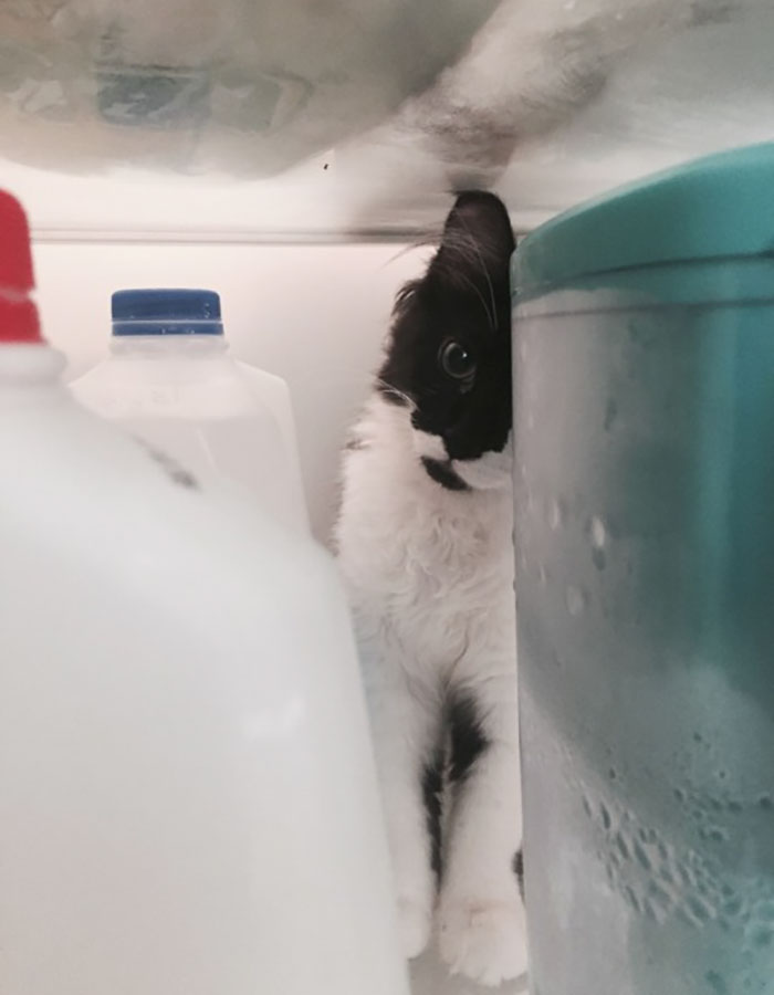 Owner Accidentally Locks Her Cat In The Fridge, Cat Acts Like Nothing Happened When Found Moments Later Owner Accidentally Locks Her Cat In The Fridge, Cat Acts Like Nothing Happened When Found Moments Later