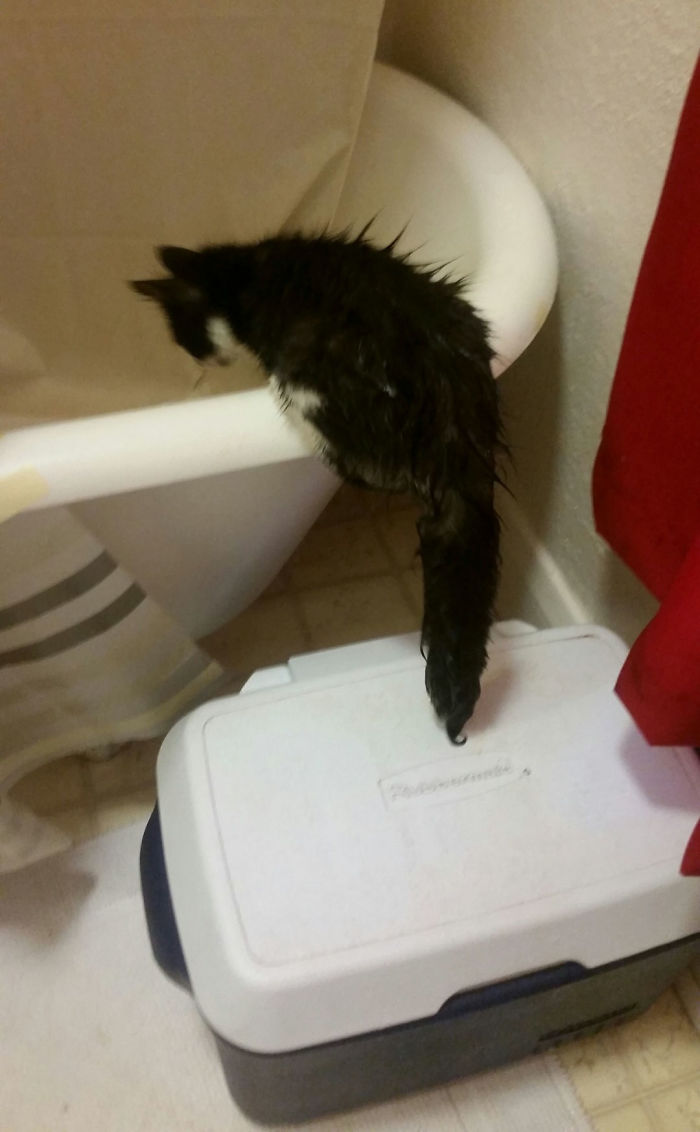 Owner Accidentally Locks Her Cat In The Fridge, Cat Acts Like Nothing Happened When Found Moments Later