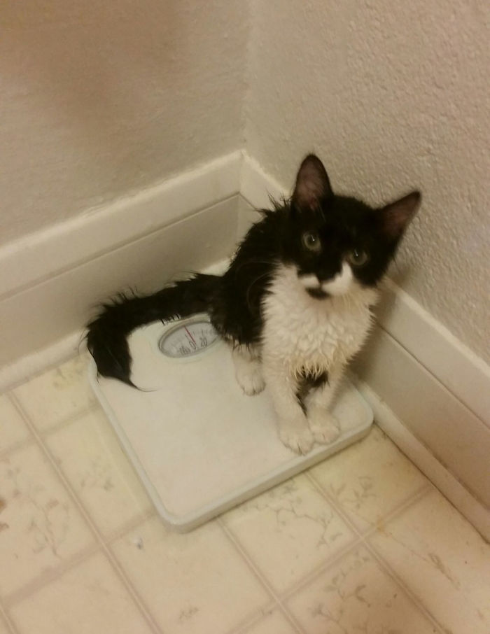 Owner Accidentally Locks Her Cat In The Fridge, Cat Acts Like Nothing Happened When Found Moments Later