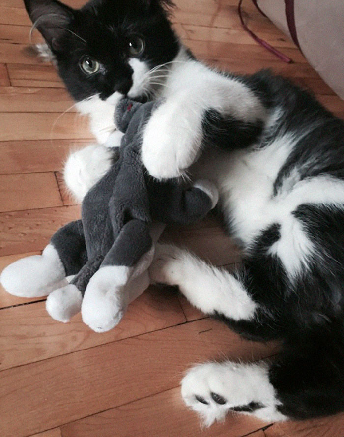 Owner Accidentally Locks Her Cat In The Fridge, Cat Acts Like Nothing Happened When Found Moments Later Owner Accidentally Locks Her Cat In The Fridge, Cat Acts Like Nothing Happened When Found Moments Later