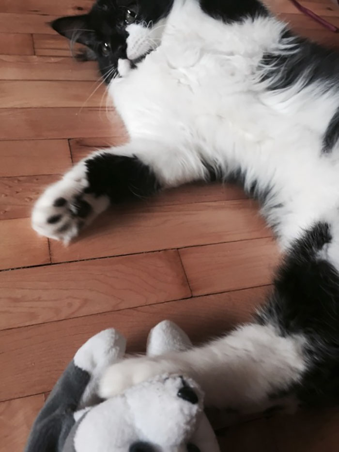 Owner Accidentally Locks Her Cat In The Fridge, Cat Acts Like Nothing Happened When Found Moments Later