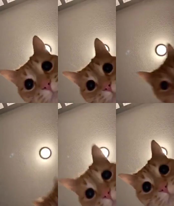 17-Year-Old Makes Hilarious TikTok Video Of Her Cat Dancing To &ldquo;Mr. Sandman&rdquo; And 1.5 Million People Love It