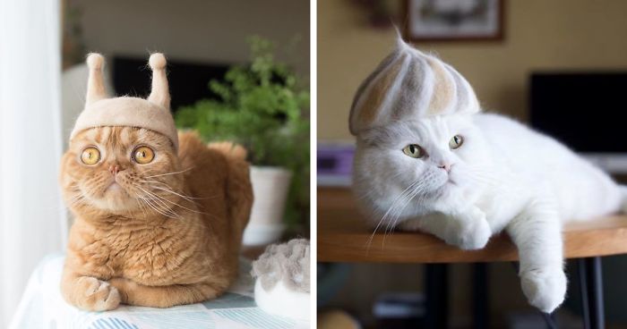 These Cats Have A Huge Collection Of Hats Made Out Of Their Shed FurThese Cats Have A Huge Collection Of Hats Made Out Of Their Shed Fur