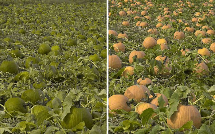 This Color-Blind Man Created An App That Lets People Understand And Cope With Color Blindness