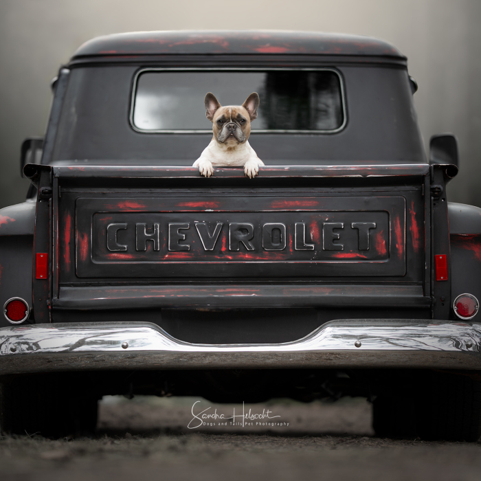 Dog Owners Are Buying Vintage Cars For Their Lazy Pets And I’m Getting To Photograph Them