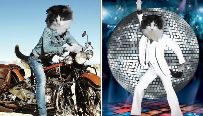 I Incorporate My Cats Into Popular Photos And Artwork With MS Paint