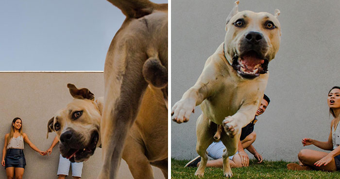 Couple Brings Their Dog To Their Pre-Wedding Photoshoot, And The Result Is Hilarious (10 Pics)