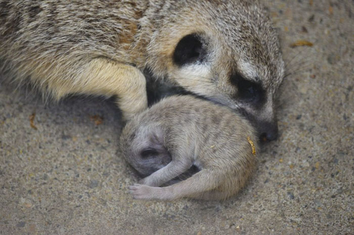 Japanese Photographer Captures A Shy-At-First Baby Meerkat And Its Family In 23 Pics Japanese Photographer Captures A Shy-At-First Baby Meerkat And Its Family In 23 Pics