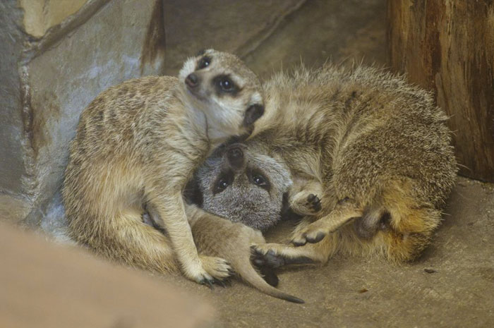 Japanese Photographer Captures A Shy-At-First Baby Meerkat And Its Family In 23 Pics Japanese Photographer Captures A Shy-At-First Baby Meerkat And Its Family In 23 Pics