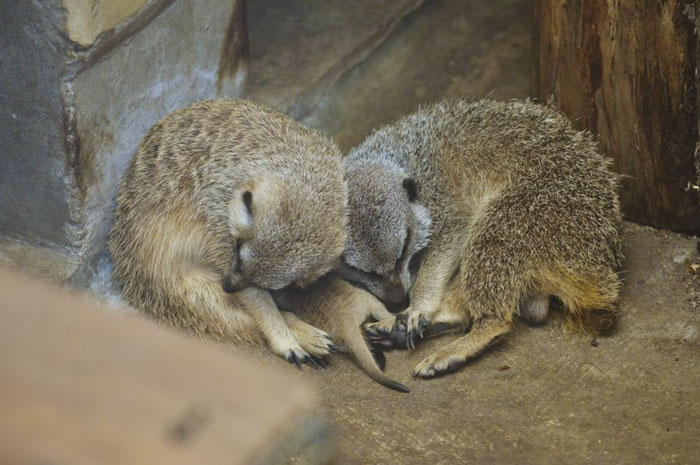 Japanese Photographer Captures A Shy-At-First Baby Meerkat And Its Family In 23 Pics Japanese Photographer Captures A Shy-At-First Baby Meerkat And Its Family In 23 Pics
