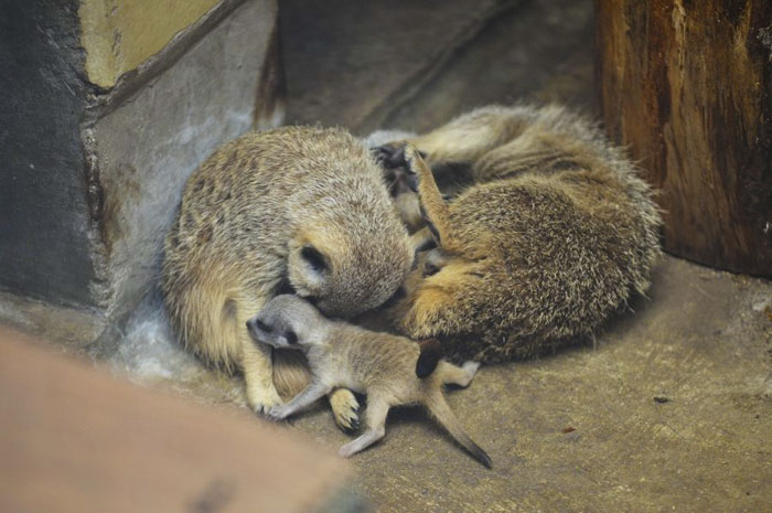 Japanese Photographer Captures A Shy-At-First Baby Meerkat And Its Family In 23 Pics Japanese Photographer Captures A Shy-At-First Baby Meerkat And Its Family In 23 Pics