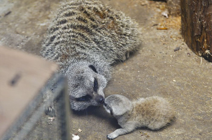 Japanese Photographer Captures A Shy-At-First Baby Meerkat And Its Family In 23 Pics Japanese Photographer Captures A Shy-At-First Baby Meerkat And Its Family In 23 Pics