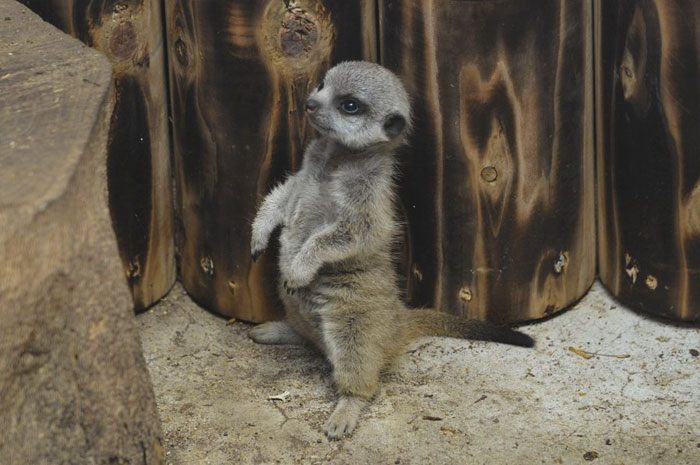 Japanese Photographer Captures A Shy-At-First Baby Meerkat And Its Family In 23 Pics Japanese Photographer Captures A Shy-At-First Baby Meerkat And Its Family In 23 Pics