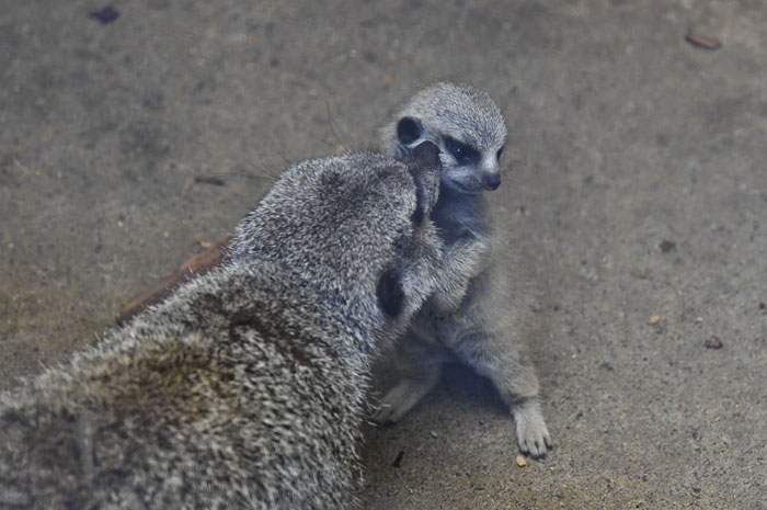 Japanese Photographer Captures A Shy-At-First Baby Meerkat And Its Family In 23 Pics Japanese Photographer Captures A Shy-At-First Baby Meerkat And Its Family In 23 Pics