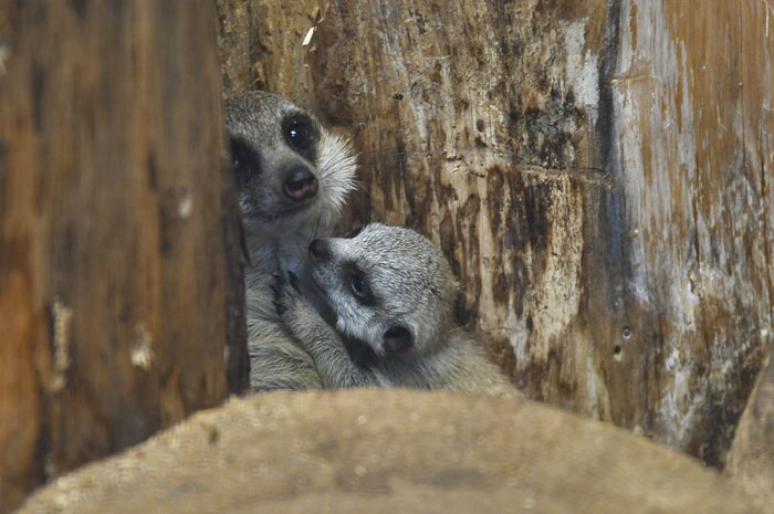 Japanese Photographer Captures A Shy-At-First Baby Meerkat And Its Family In 23 Pics Japanese Photographer Captures A Shy-At-First Baby Meerkat And Its Family In 23 Pics