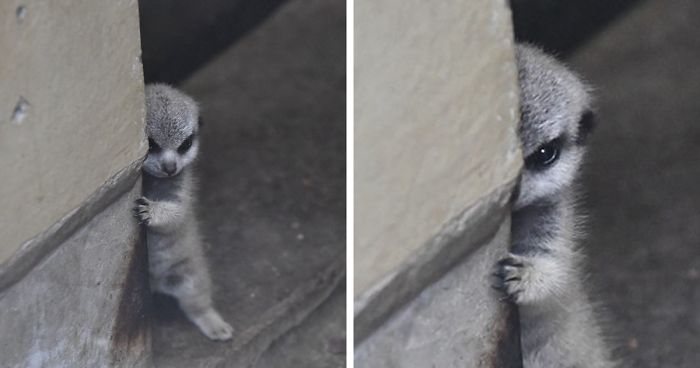 Japanese Photographer Captures A Shy-At-First Baby Meerkat And Its Family In 23 Pics