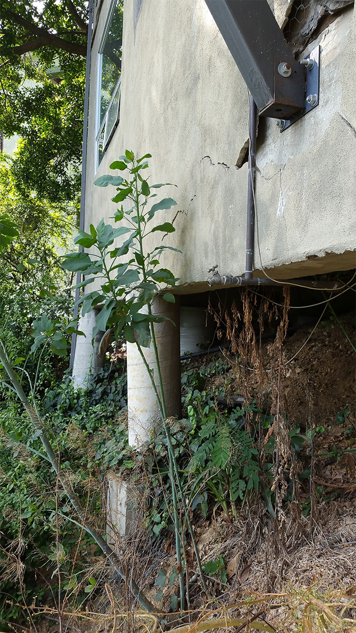 Dangerous-Weird-Things-Structural-Inspections