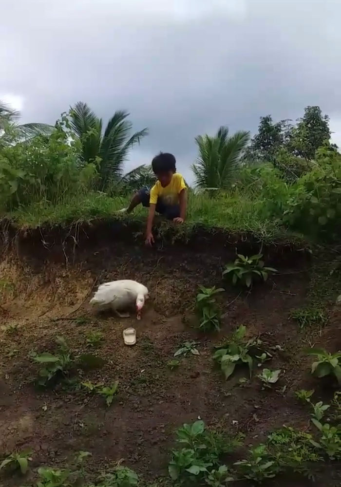 Little Boy's Slipper Falls Down A Hill, Kind Duck Retrieves It