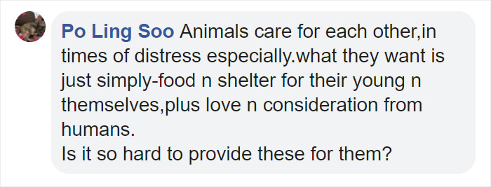 Little Boy's Slipper Falls Down A Hill, Kind Duck Retrieves It