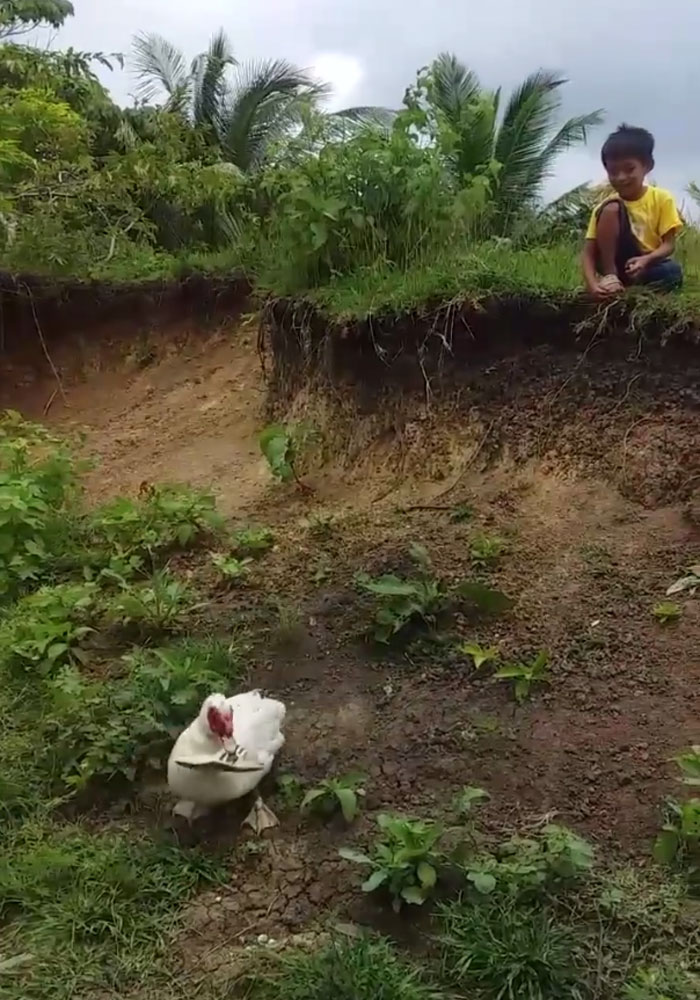 Little Boy's Slipper Falls Down A Hill, Kind Duck Retrieves It