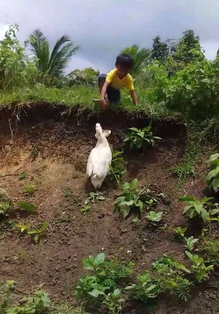 Little Boy's Slipper Falls Down A Hill, Kind Duck Retrieves It