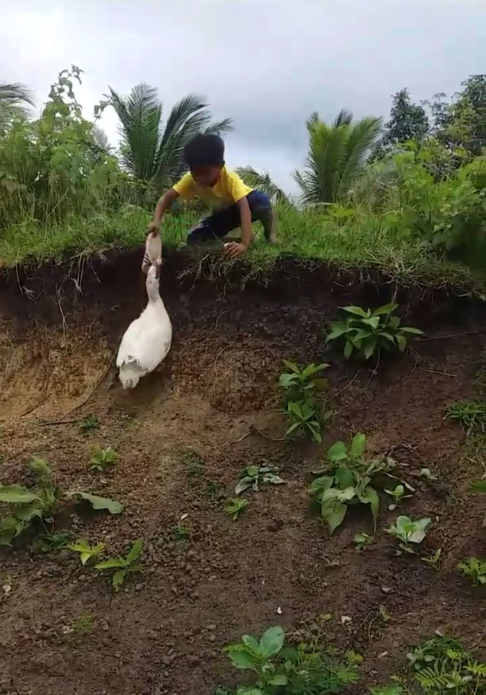 Little Boy's Slipper Falls Down A Hill, Kind Duck Retrieves It