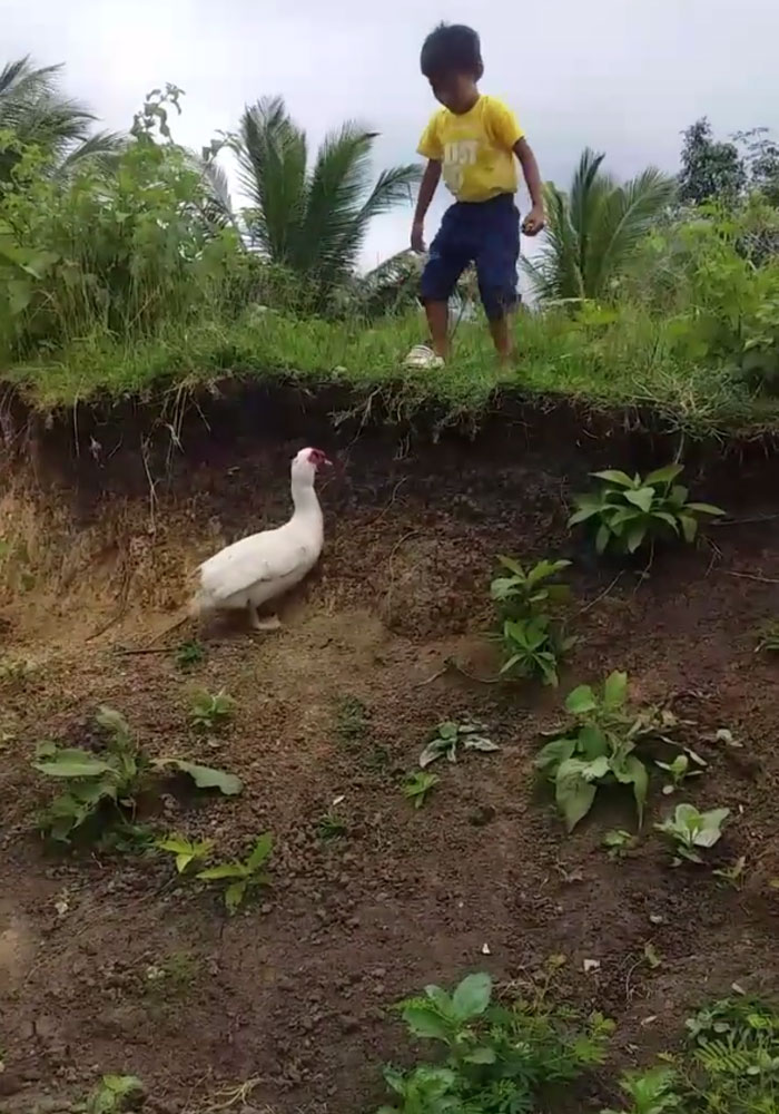 Little Boy's Slipper Falls Down A Hill, Kind Duck Retrieves It