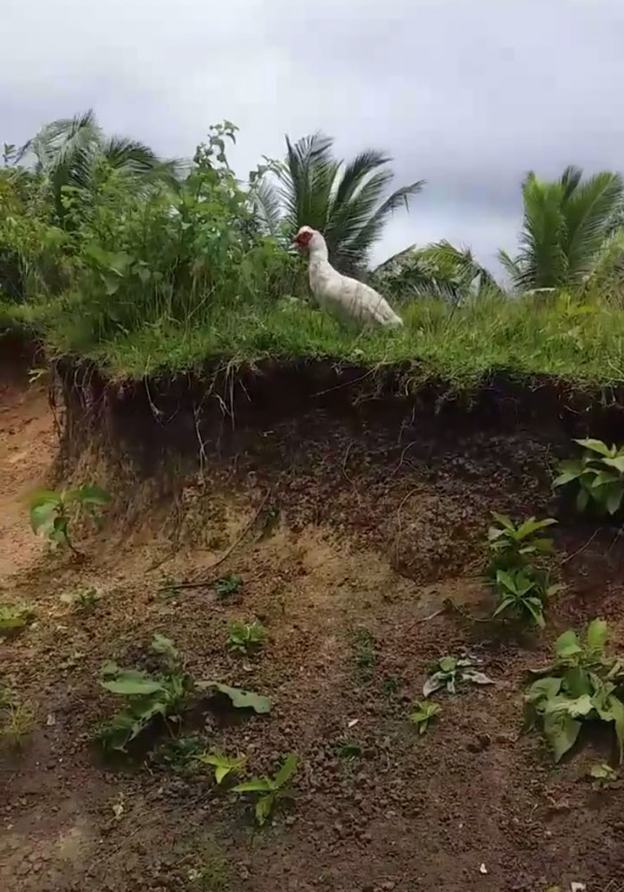 Little Boy's Slipper Falls Down A Hill, Kind Duck Retrieves It